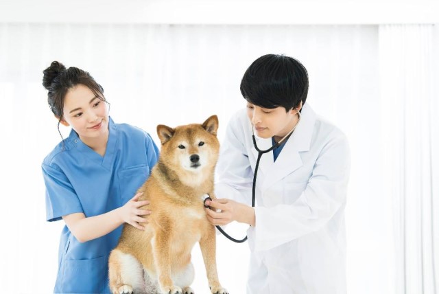 狂犬病のワクチンを愛犬に打つのは義務なのか？集団接種のタイミングや副作用など解説